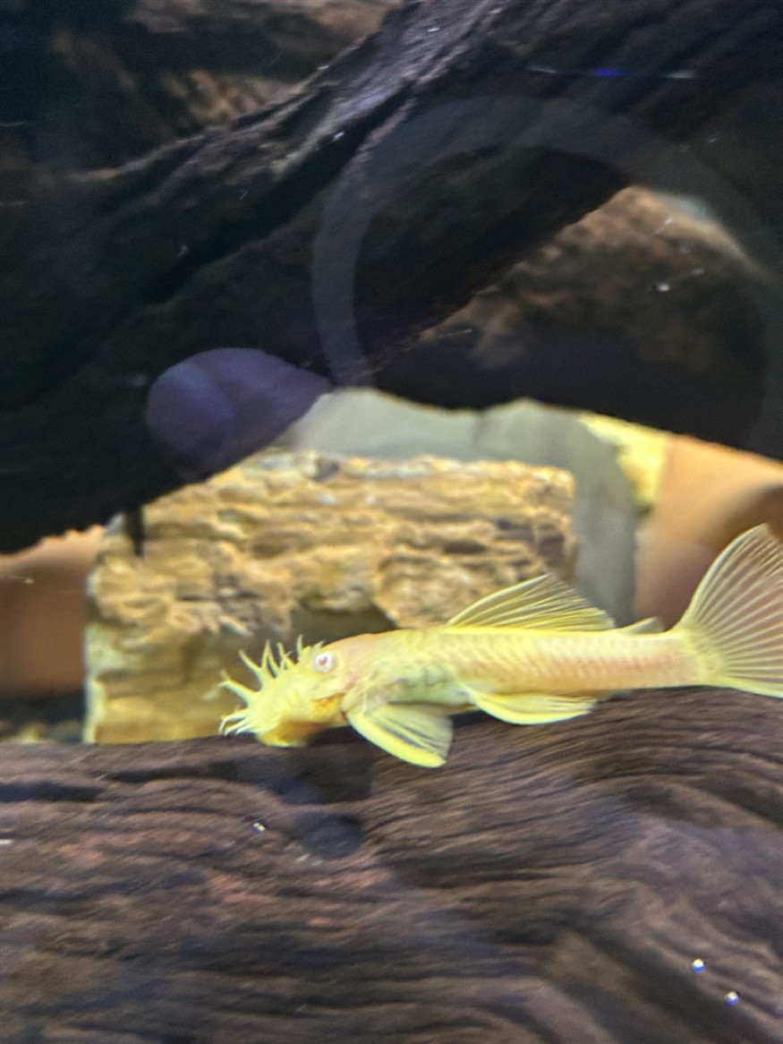 胡子清缸杠杠的！ 胡子清缸杠杠的！ 龍魚論壇 第3張