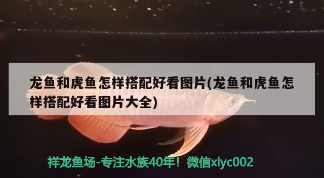 龍魚和虎魚怎樣搭配好看圖片(龍魚和虎魚怎樣搭配好看圖片大全)