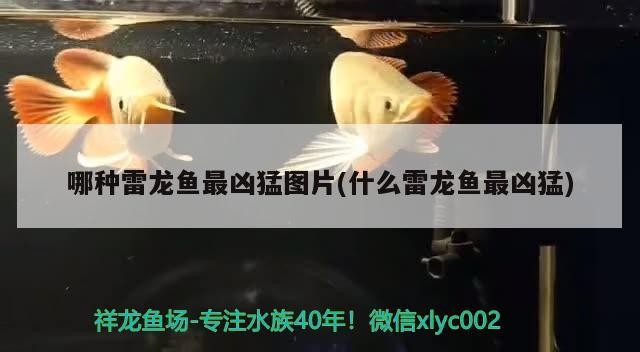 哪種雷龍魚最兇猛圖片(什么雷龍魚最兇猛) 哪種雷龍魚最兇猛圖片(什么雷龍魚最兇猛) 虎魚百科