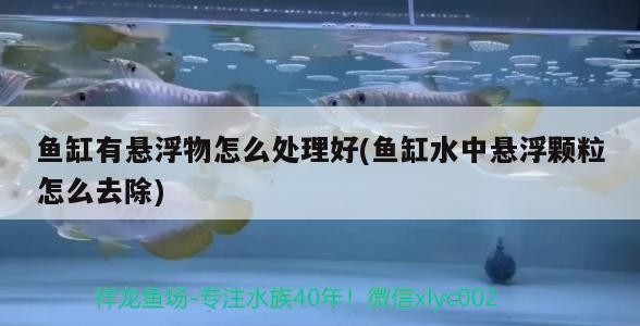 魚缸用增氧泵價格是多少:魚缸增氧機-xtrac增氧機-xtrac增氧機 魚缸有懸浮物怎么處理好(魚缸水中懸浮顆粒怎么去除) 虎魚百科 魚缸有懸浮物怎么處理好(魚缸水中懸浮顆粒怎么去除) 魚缸有懸浮物怎么處理好(魚缸水中懸浮顆粒怎么去除) 虎魚百科