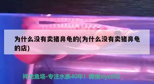 為什么沒有賣豬鼻龜?shù)?為什么沒有賣豬鼻龜?shù)牡? 為什么沒有賣豬鼻龜?shù)?為什么沒有賣豬鼻龜?shù)牡? 豬鼻龜百科