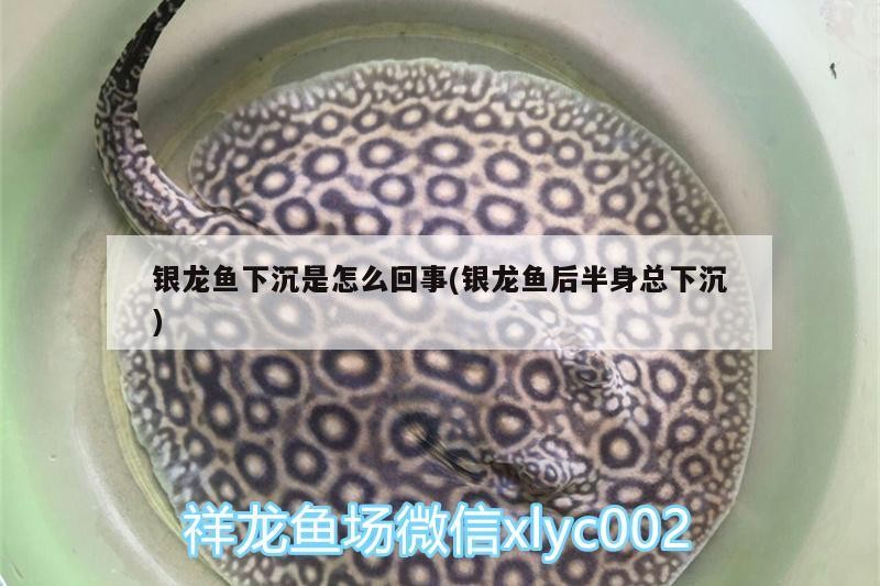 魚缸用增氧泵價格是多少:魚缸增氧機-xtrac增氧機-xtrac增氧機 銀龍魚下沉是怎么回事(銀龍魚后半身總下沉) 銀龍魚百科 銀龍魚下沉是怎么回事(銀龍魚后半身總下沉) 銀龍魚下沉是怎么回事(銀龍魚后半身總下沉) 銀龍魚百科