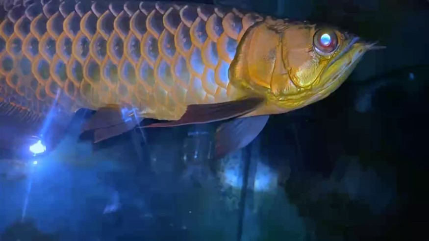 魚缸用增氧泵價格是多少:魚缸增氧機-xtrac增氧機-xtrac增氧機 簡單更新一下 龍魚論壇 簡單更新一下 簡單更新一下 龍魚論壇