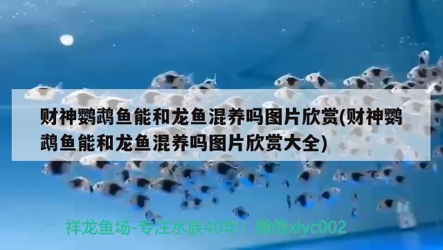 通化縣快大茂鎮水族大世界