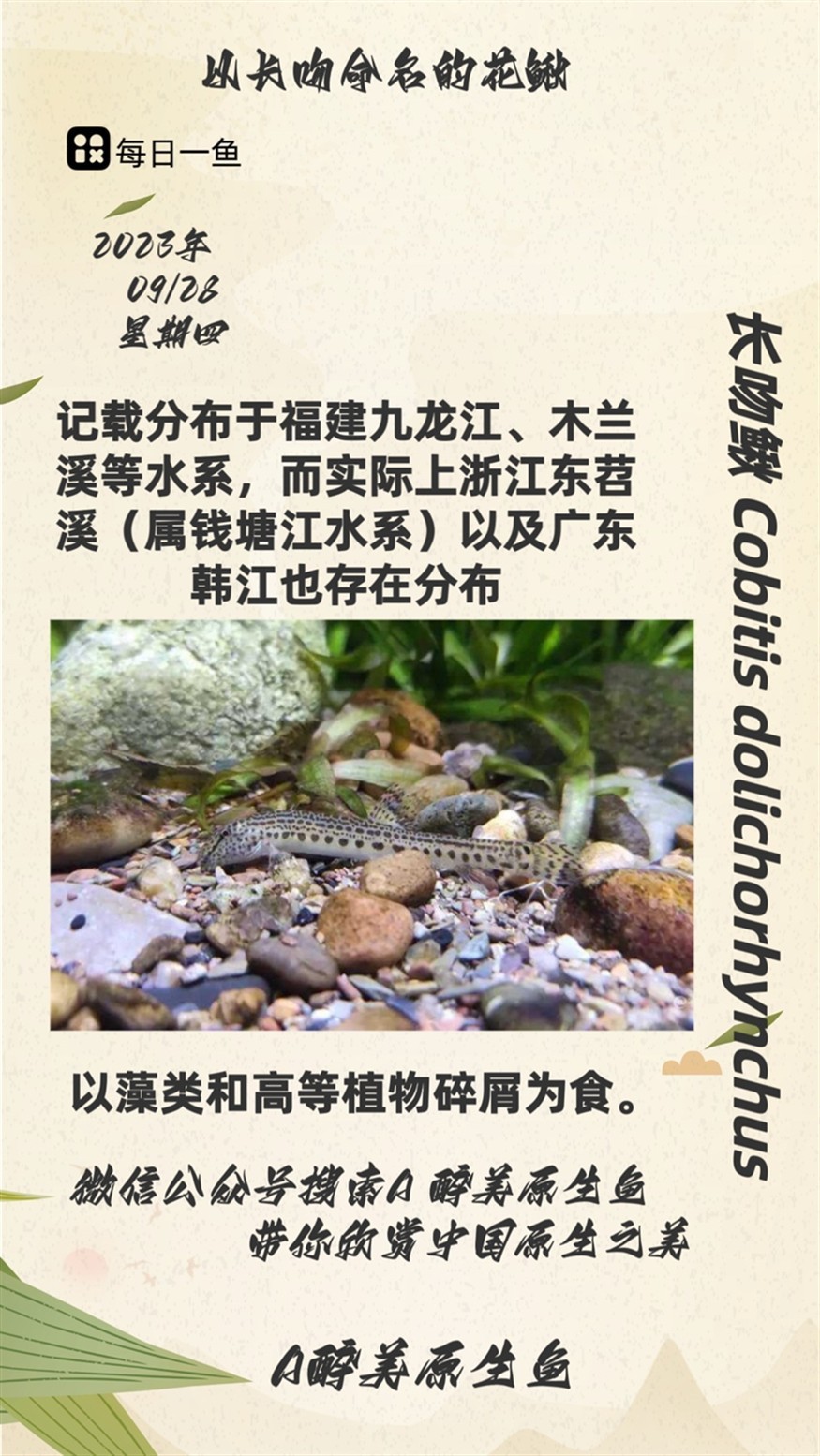 長吻鰍 長吻鰍 龍魚論壇