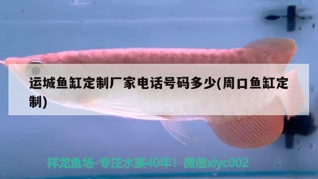 我的虎魚真菌感染了要怎么處理 運(yùn)城魚缸定制廠家電話號碼多少(周口魚缸定制) 豬鼻龜百科 運(yùn)城魚缸定制廠家電話號碼多少(周口魚缸定制) 運(yùn)城魚缸定制廠家電話號碼多少(周口魚缸定制) 豬鼻龜百科