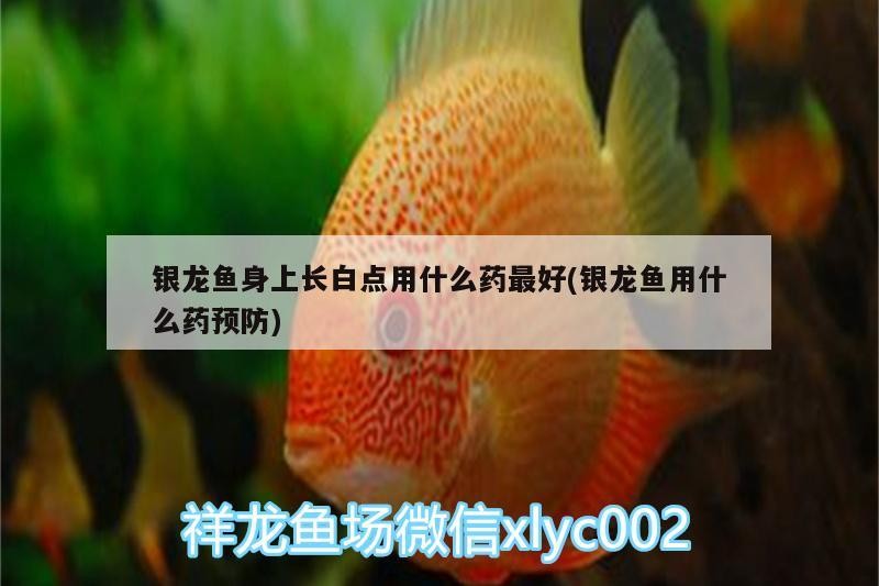 銀龍魚身上長白點用什么藥最好(銀龍魚用什么藥預防)