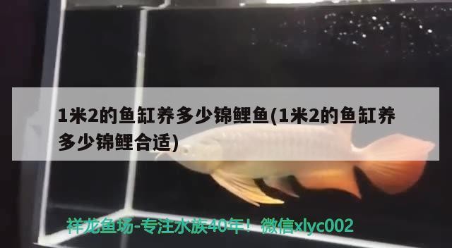 1米2的魚缸養多少錦鯉魚(1米2的魚缸養多少錦鯉合適)