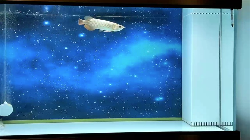 換完水的愉悅！ 換完水的愉悅！ 龍魚論壇 第1張