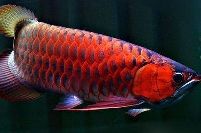 湛江市霞山區(qū)魚來魚趣觀賞魚店（湛江市霞山區(qū)魚來魚趣觀賞魚店地址）