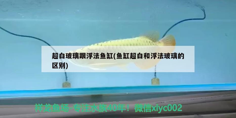 龍魚干蝦有營養嗎 超白玻璃跟浮法魚缸(魚缸超白和浮法玻璃的區別) 豬鼻龜百科 超白玻璃跟浮法魚缸(魚缸超白和浮法玻璃的區別) 超白玻璃跟浮法魚缸(魚缸超白和浮法玻璃的區別) 豬鼻龜百科