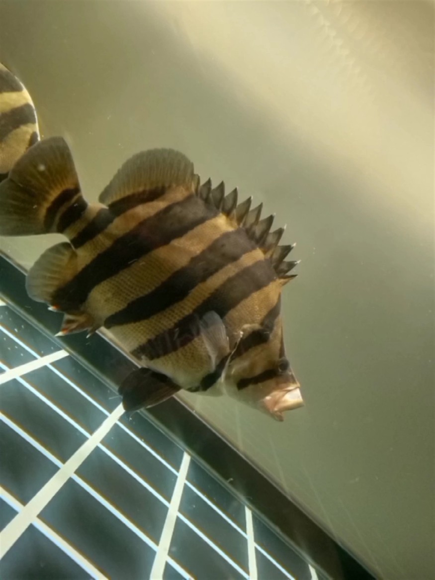 印尼虎魚