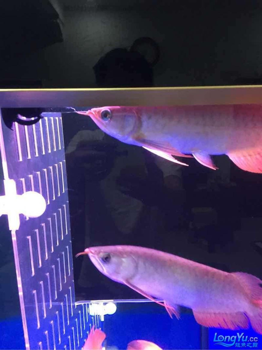三龍混 三龍混 紅龍魚百科 第4張