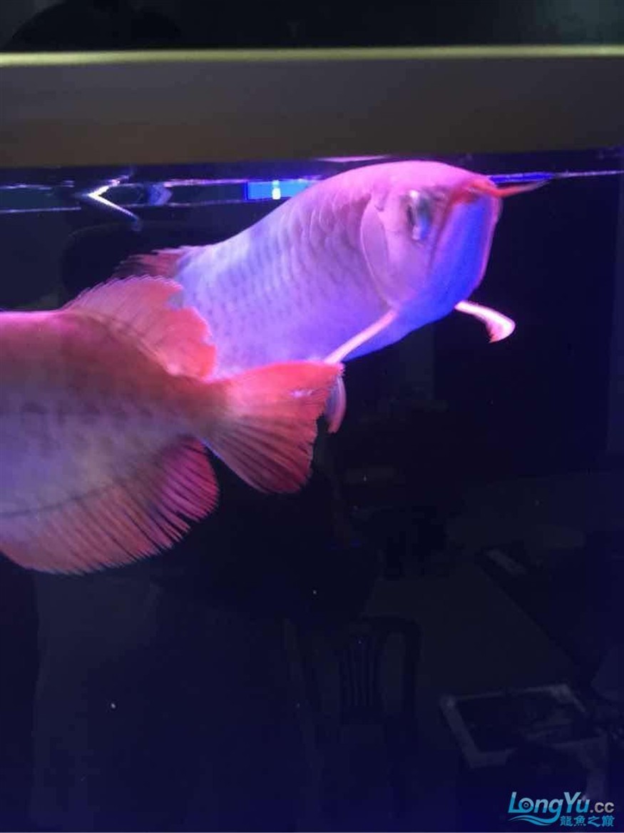 三龍混 三龍混 紅龍魚百科 第5張