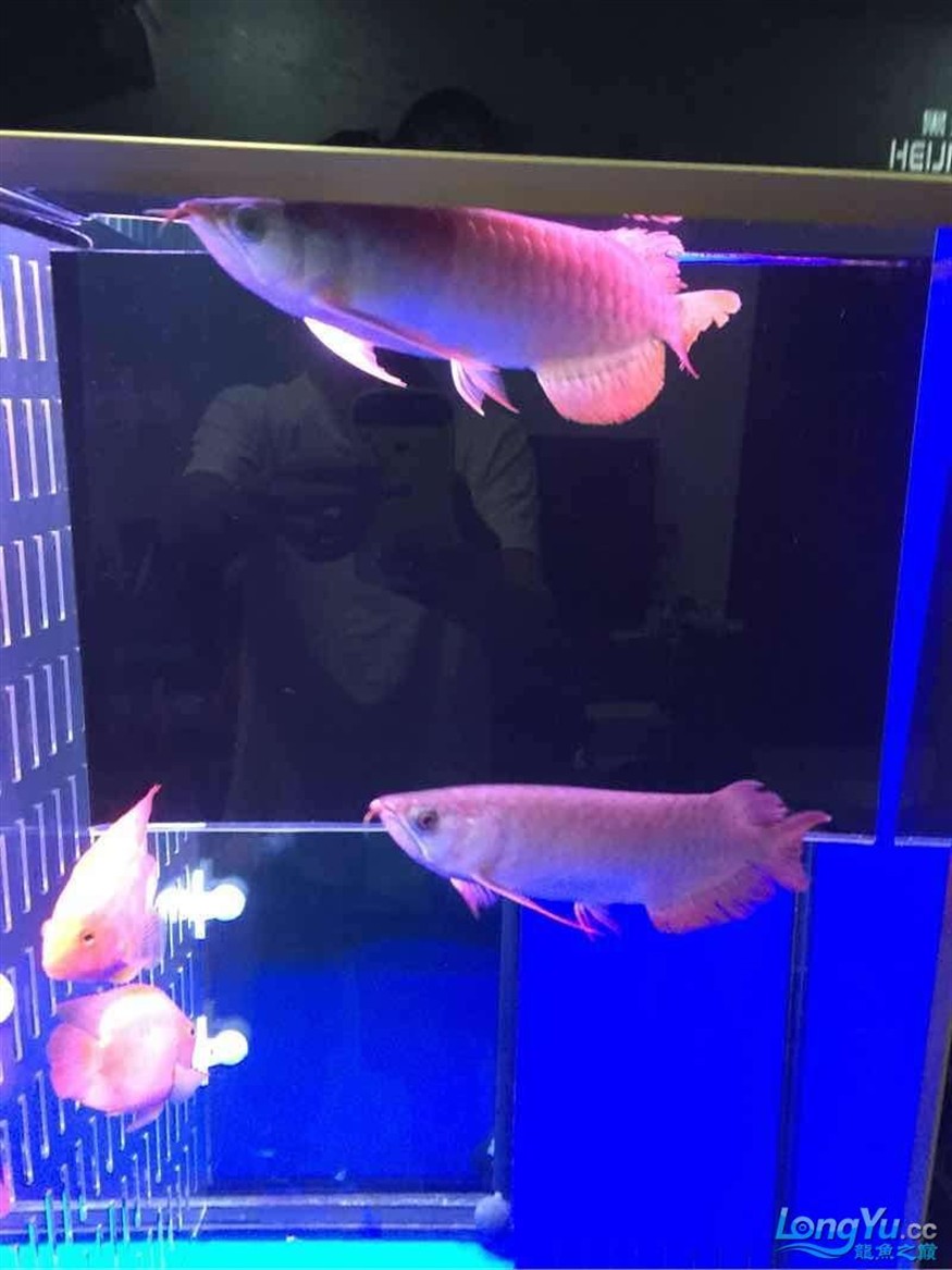 三龍混 三龍混 紅龍魚百科 第6張