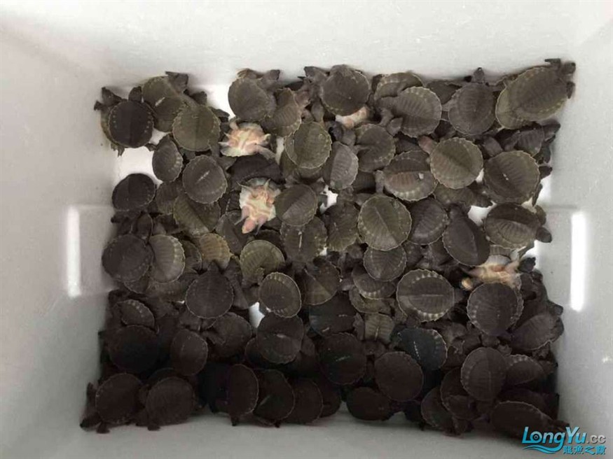 豬鼻龜到貨了 豬鼻龜到貨了 豬鼻龜百科 第3張