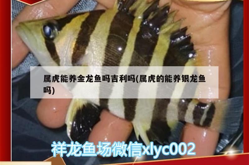 屬虎能養(yǎng)金龍魚嗎吉利嗎(屬虎的能養(yǎng)銀龍魚嗎)