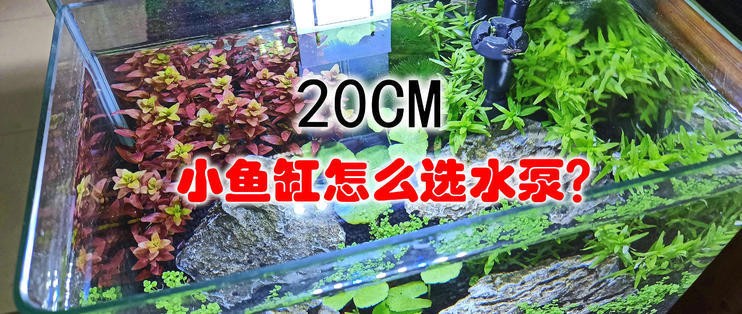 運城市鹽湖區中城昕昕水族店（運城市鹽湖區中城昕昕水族店電話）