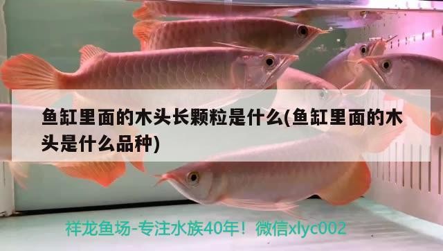 魚缸里面的木頭長顆粒是什么(魚缸里面的木頭是什么品種)