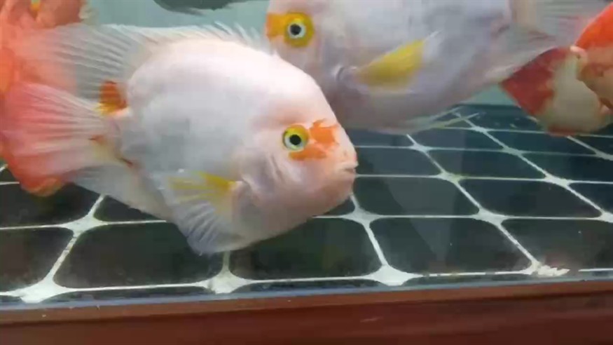 養魚是常