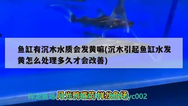 魚缸有沉木水質會發黃嘛(沉木引起魚缸水發黃怎么處理多久才會改善)