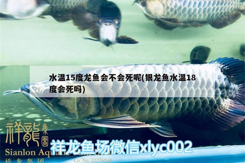 水溫15度龍魚會不會死呢(銀龍魚水溫18度會死嗎)