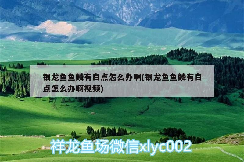 銀龍魚魚鱗有白點怎么辦啊(銀龍魚魚鱗有白點怎么辦啊視頻)