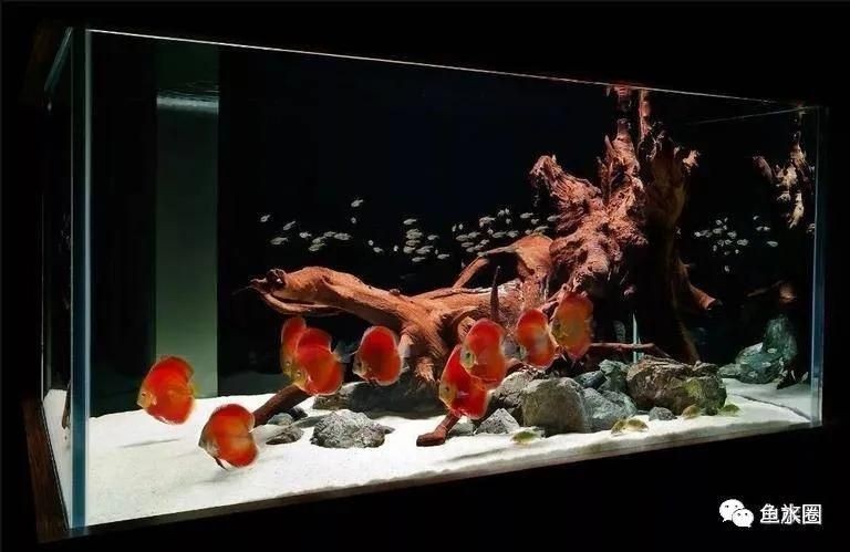 大魚缸如何造景好看又簡單視頻：大魚缸造景教程