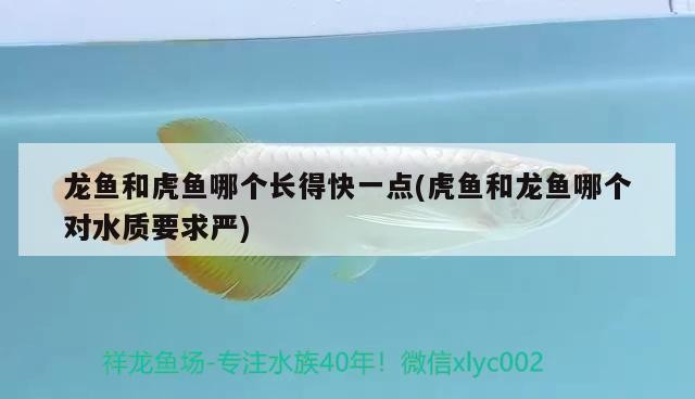龍魚和虎魚哪個(gè)長得快一點(diǎn)(虎魚和龍魚哪個(gè)對水質(zhì)要求嚴(yán))