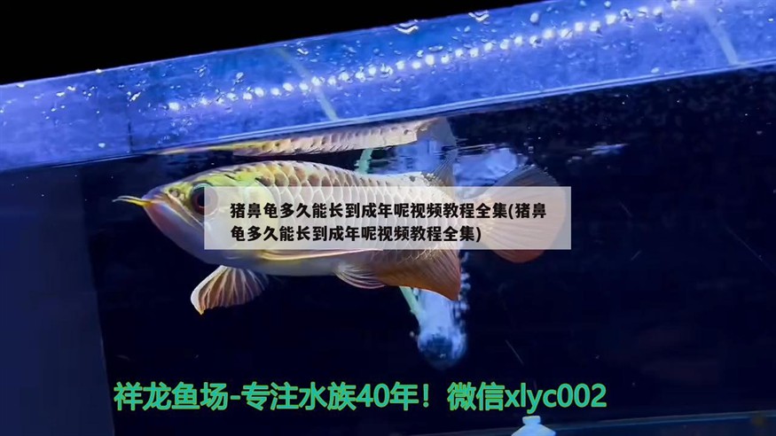 豬鼻龜多久能長到成年呢視頻教程全集(豬鼻龜多久能長到成年呢視頻教程全集)