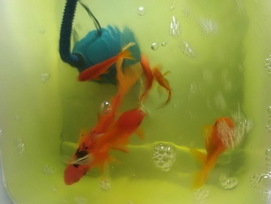 北京超越海星水族經(jīng)銷部（超越水族館怎么樣）