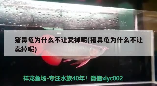豬鼻龜為什么不讓賣掉呢(豬鼻龜為什么不讓賣掉呢)