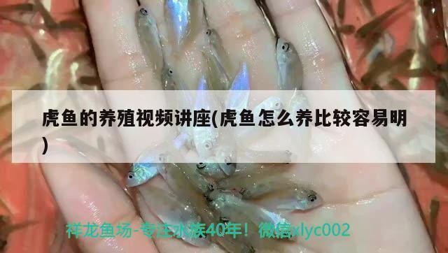 虎魚(yú)的養(yǎng)殖視頻講座(虎魚(yú)怎么養(yǎng)比較容易明) 虎魚(yú)的養(yǎng)殖視頻講座(虎魚(yú)怎么養(yǎng)比較容易明) 虎魚(yú)百科