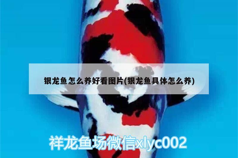 銀龍魚怎么養好看圖片(銀龍魚具體怎么養)