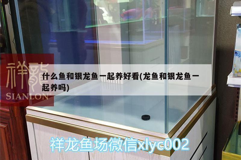 什么魚和銀龍魚一起養好看(龍魚和銀龍魚一起養嗎) 銀龍魚百科 第2張 什么魚和銀龍魚一起養好看(龍魚和銀龍魚一起養嗎) 什么魚和銀龍魚一起養好看(龍魚和銀龍魚一起養嗎) 銀龍魚百科 第2張