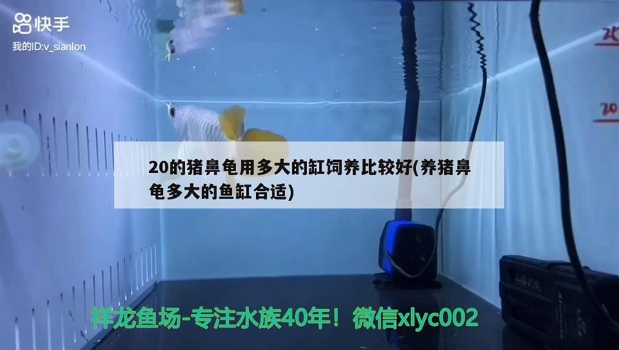 20的豬鼻龜用多大的缸飼養比較好(養豬鼻龜多大的魚缸合適)