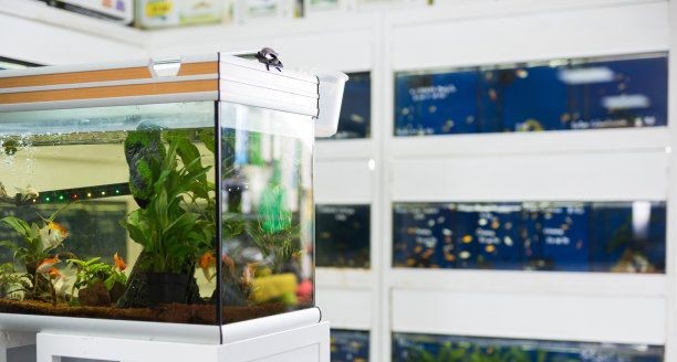 慈溪哪里有賣魚缸的地方?。捍认袔讉€可能有售魚缸的地方