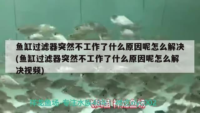 西安買魚缸批發市場在哪里?。ㄎ靼操I魚缸批發市場在哪里啊多少錢）