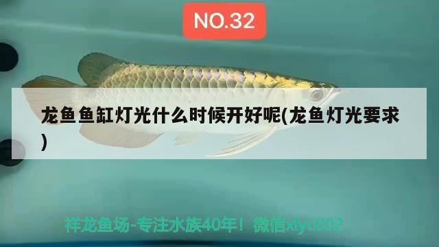 金龍魚 龍魚魚缸燈光什么時候開好呢(龍魚燈光要求) 虎魚百科 龍魚魚缸燈光什么時候開好呢(龍魚燈光要求) 龍魚魚缸燈光什么時候開好呢(龍魚燈光要求) 虎魚百科