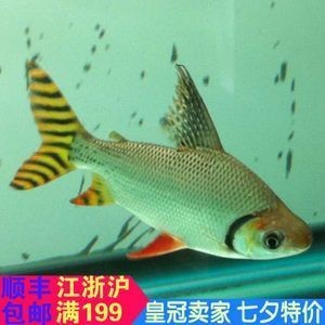 45公分紅龍魚配最小多大尺寸的虎魚