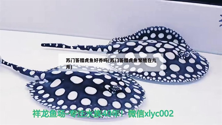 蘇門答臘虎魚好養(yǎng)嗎(蘇門答臘虎魚繁殖在幾月)