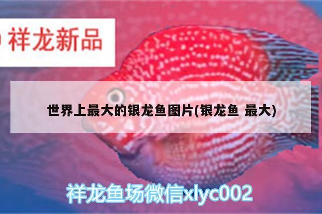 世界上最大的銀龍魚圖片(銀龍魚最大)