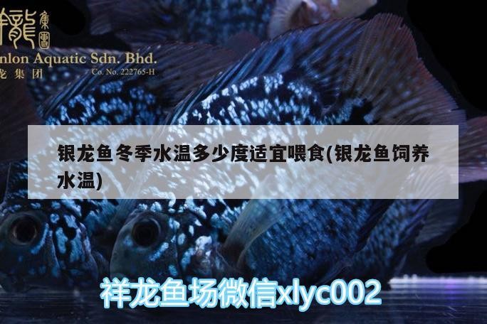 銀龍魚冬季水溫多少度適宜喂食(銀龍魚飼養水溫)