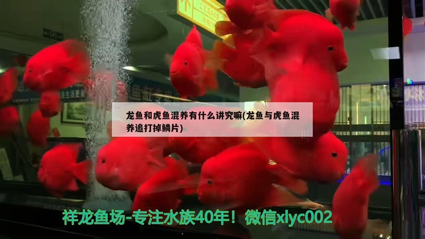 龍魚和虎魚混養有什么講究嘛(龍魚與虎魚混養追打掉鱗片)