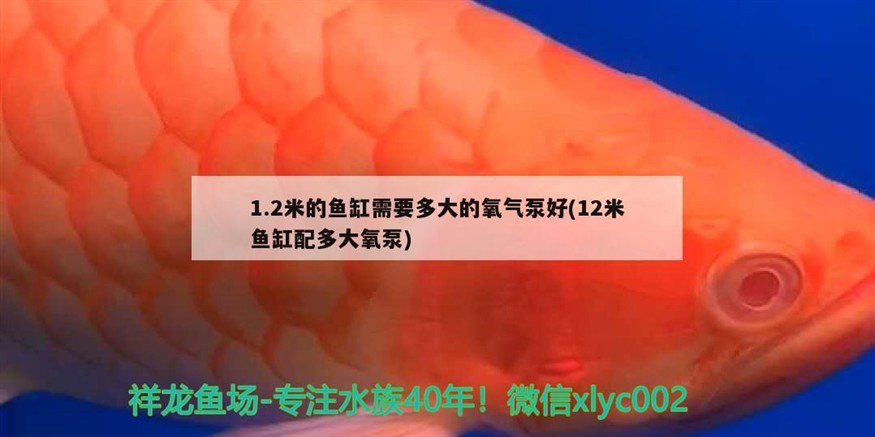 魚缸用增氧泵價格是多少:魚缸增氧機-xtrac增氧機-xtrac增氧機 1.2米的魚缸需要多大的氧氣泵好(12米魚缸配多大氧泵) 紅龍魚百科 1.2米的魚缸需要多大的氧氣泵好(12米魚缸配多大氧泵) 1.2米的魚缸需要多大的氧氣泵好(12米魚缸配多大氧泵) 紅龍魚百科