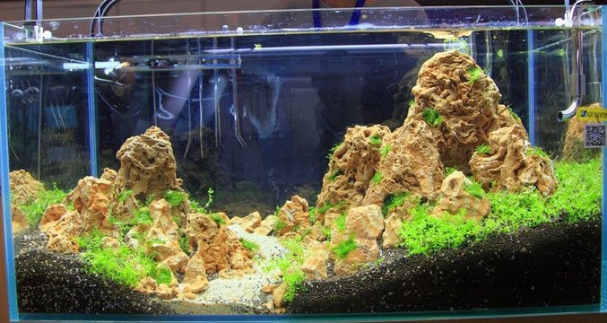 扁的魚缸怎么造景好看呢：魚缸造景基礎知識