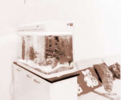 大型魚缸在家中的擺放位置：魚缸擺放大型魚缸擺放的風水禁忌與風水禁忌魚缸擺放位置
