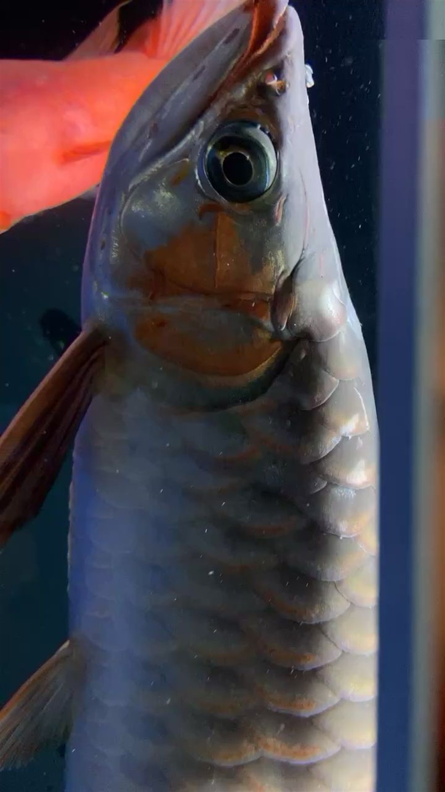七臺河水族館心痛