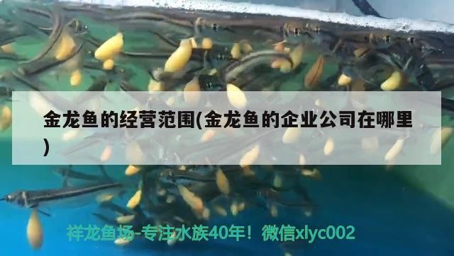 金龍魚的經營范圍(金龍魚的企業公司在哪里)