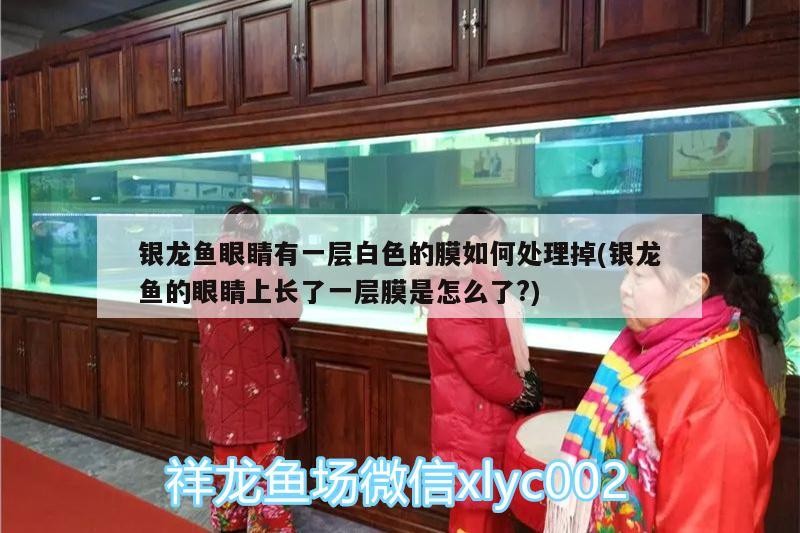 銀龍魚眼睛有一層白色的膜如何處理掉(銀龍魚的眼睛上長了一層膜是怎么了?) 銀龍魚眼睛有一層白色的膜如何處理掉(銀龍魚的眼睛上長了一層膜是怎么了?) 銀龍魚百科